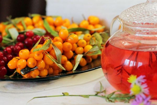 Сибирский чайный сад: выращиваем иргу, калину и облепиху для вкусного и полезного чая Сибирский чайный сад: выращиваем иргу, калину и облепиху для вкусного и полезного чая