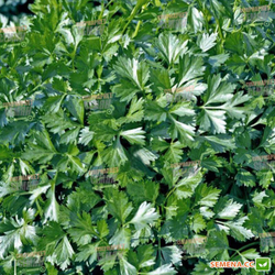 Петрушка Листовая Риалто 2г Мировые Семена VITA GREEN