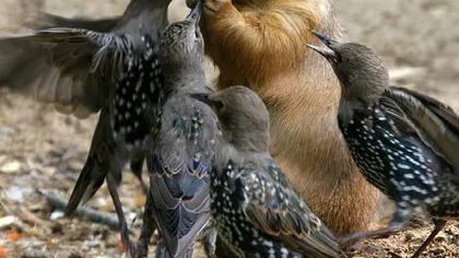 Сурковый жир