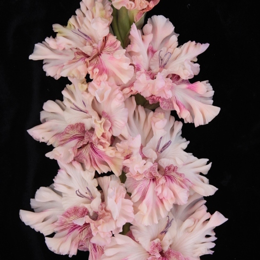 Гладиолус крупноцветковый Тот Самый Мюнхгаузен