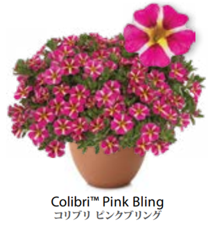 ЕВРО Calibrachoa Colibri Pink Bling укорененный черенок февраль 26 DAN