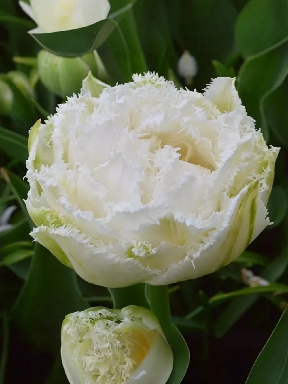 Тюльпан Махрово-бахромчатый Сноу Кристал