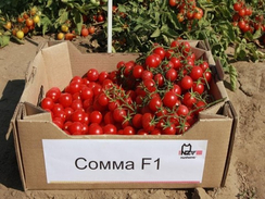 Сомма F1 семена томата процессингового (Nunhems / Нюнемс)
