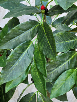 Кофе дерево 75см в кашпо искусственное с плодами