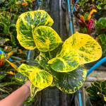 Кротон CHOK SEDTHEE