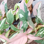 Сингониум RED SPOT TRICILOR