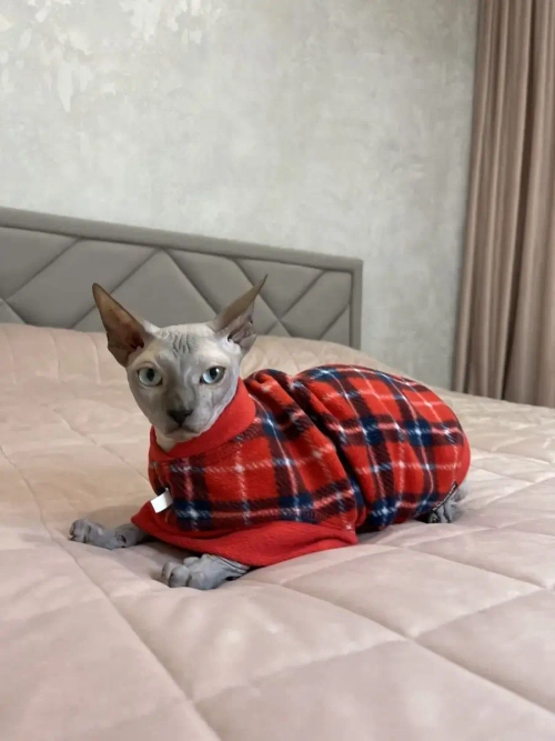 Одежда свитер для сфинксов кошек
