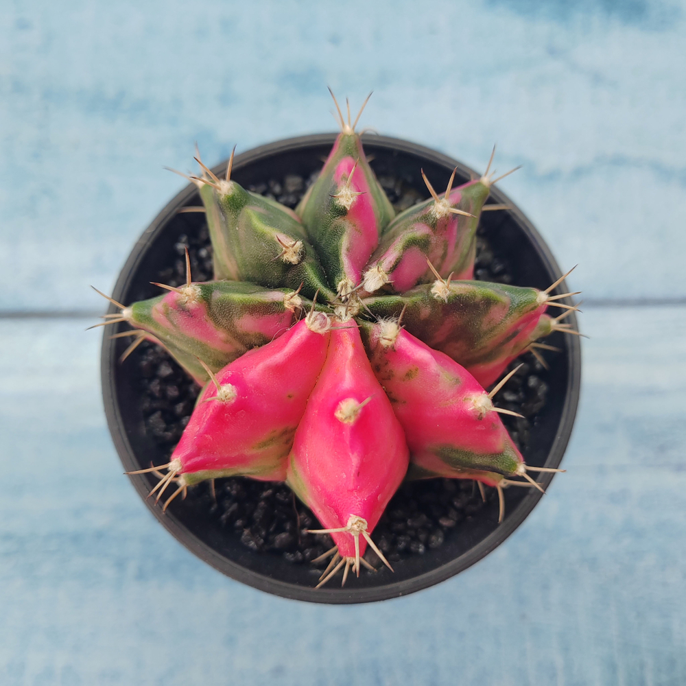 Gymnocalycium Variegata (Гимнокалициум Вариегатный)