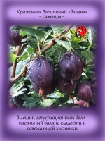 Крыжовник Владил бесшипный сладкий