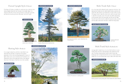 Bonsai master class