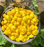 Санни Делайт F1 семена патиссона (Seminis / Семинис)