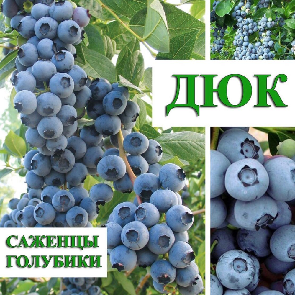 Голубика высокорослая ДЮК 4 года С5 Закупка М07 поставка май 2025