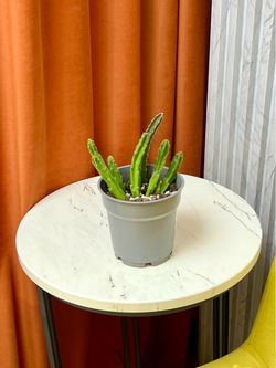 Стапелия Грандифлора, D12см D20см, 1шт, Urban Jungle (7143)