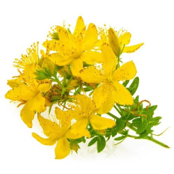 Веник для бани Зверобой Пучок