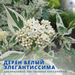 Дерен белый Элегантиссима
