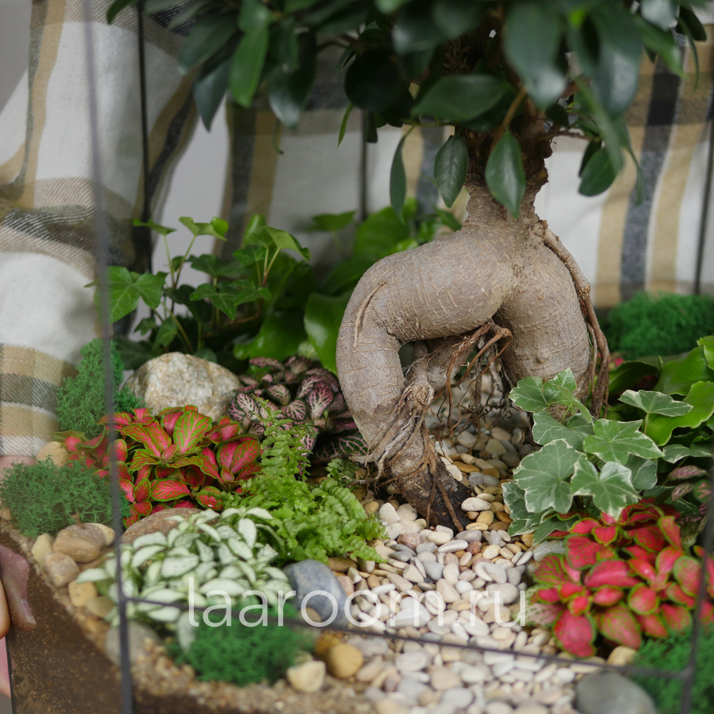 Готовый флорариум бонсай Фикус Бонсариум XXXL