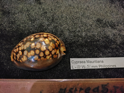 Ципрея Мавритания