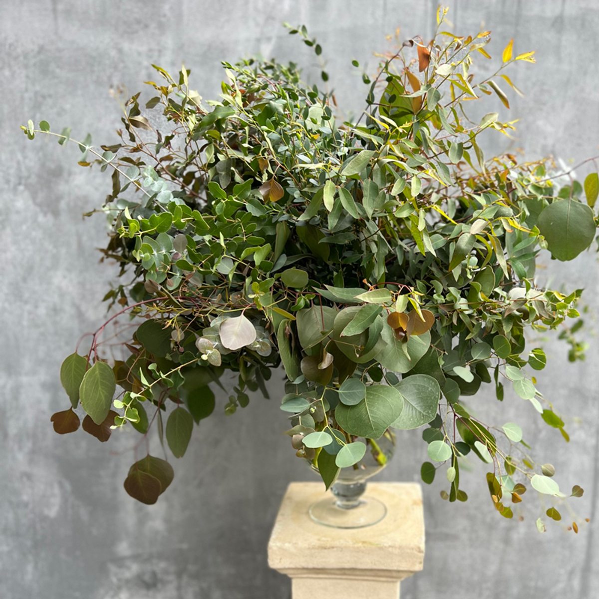 🍀 Музыка трепетных листьев — звучание множества сортов эвкалипта — Ø ~ 90 см