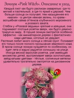 Эониум Розовая ведьма Пинк Витч