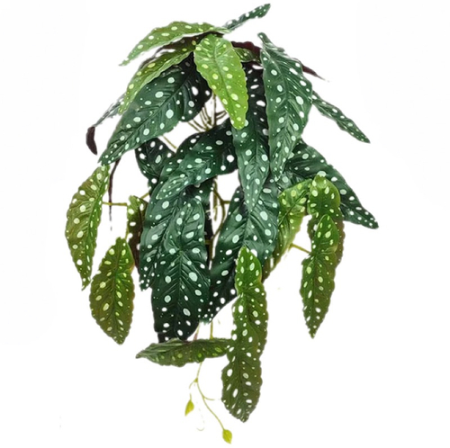 Бегония Макулата куст 45 см.