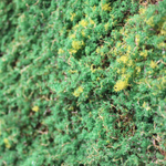 Мох искусственный Дизайн MP062 в рулоне, ширина 1,5м, рулон 5м