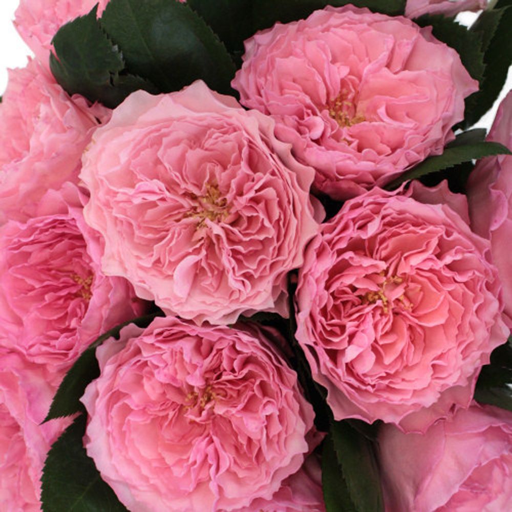 Майра Роуз (Mayra's Rose)