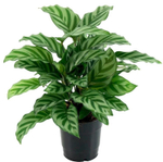 Калатея Фредди