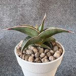 Сансевиерия PINGUICULA LONGFLORA