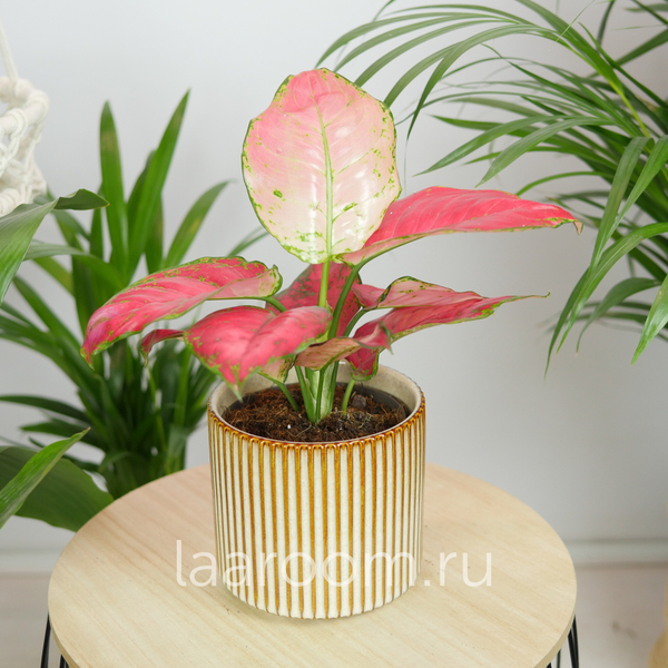 Аглонема Ред Джой 12/35