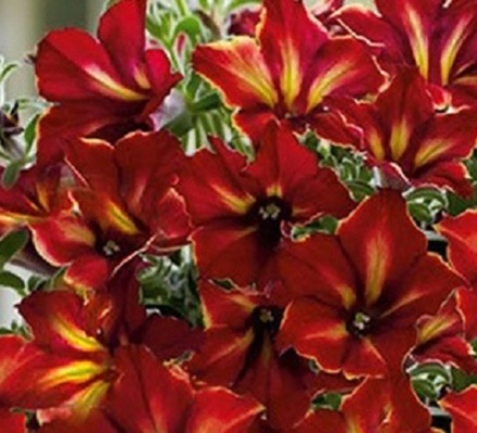 ЕВРО Петуния Crazytunia Mandeville укорененный черенок ОКС февраль 26 Kohen