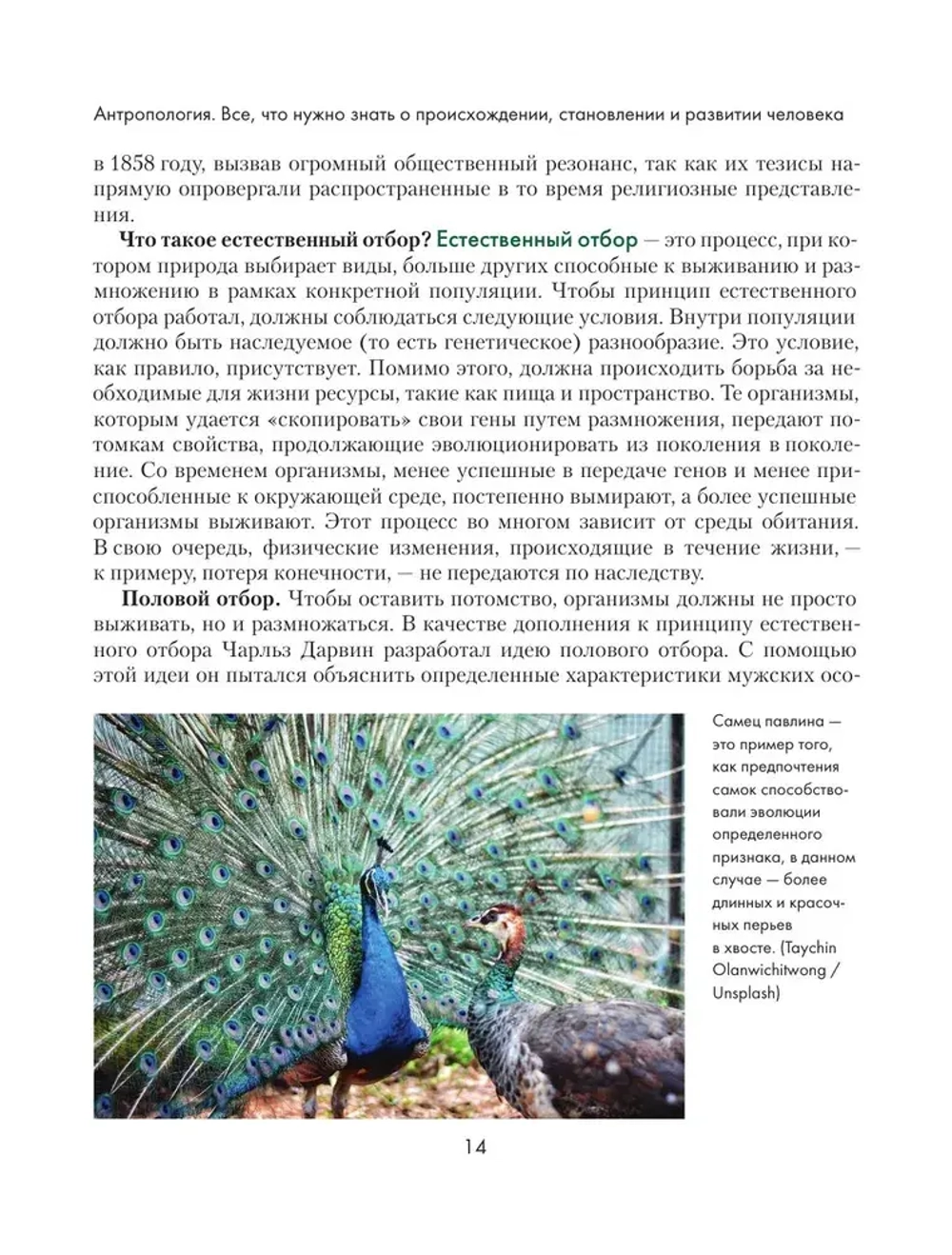 Антропология