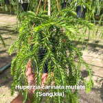 Хуперция H.CARINATA MUT SONGKHLA