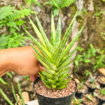 Сансевиерия FRANCISII YELLOW VAR