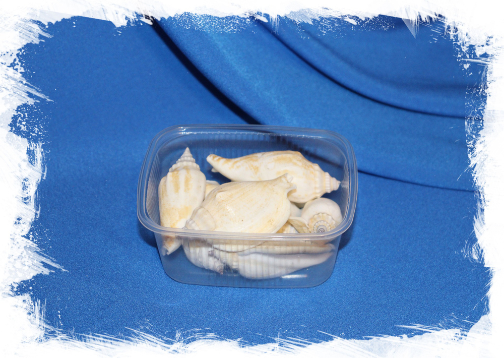 Ракушки декоративные морские Купить