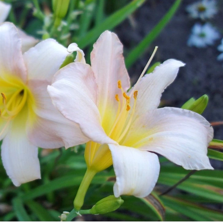 Лилейник гибридный "Catherine Woodbury". Hemerocallis hybrida "Catherine Woodbury".