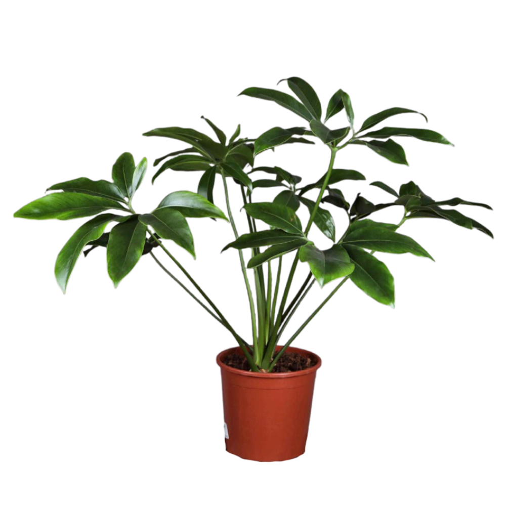 Филодендрон Резной (Гоэлда)