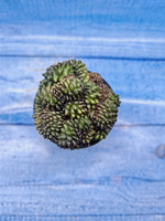 Gymnocalycium Spineless Crested form (Гимнокалициум Кристатный)