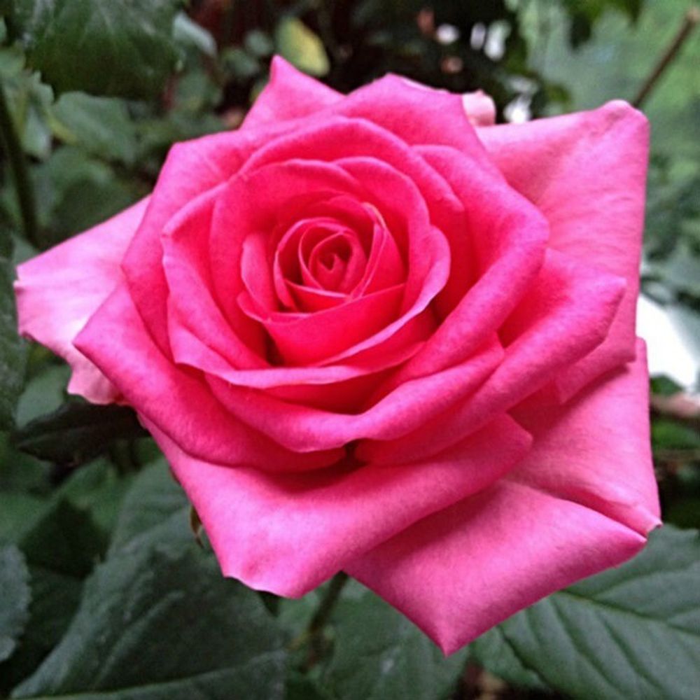 Роза чайно-гибридная Шок Версилия