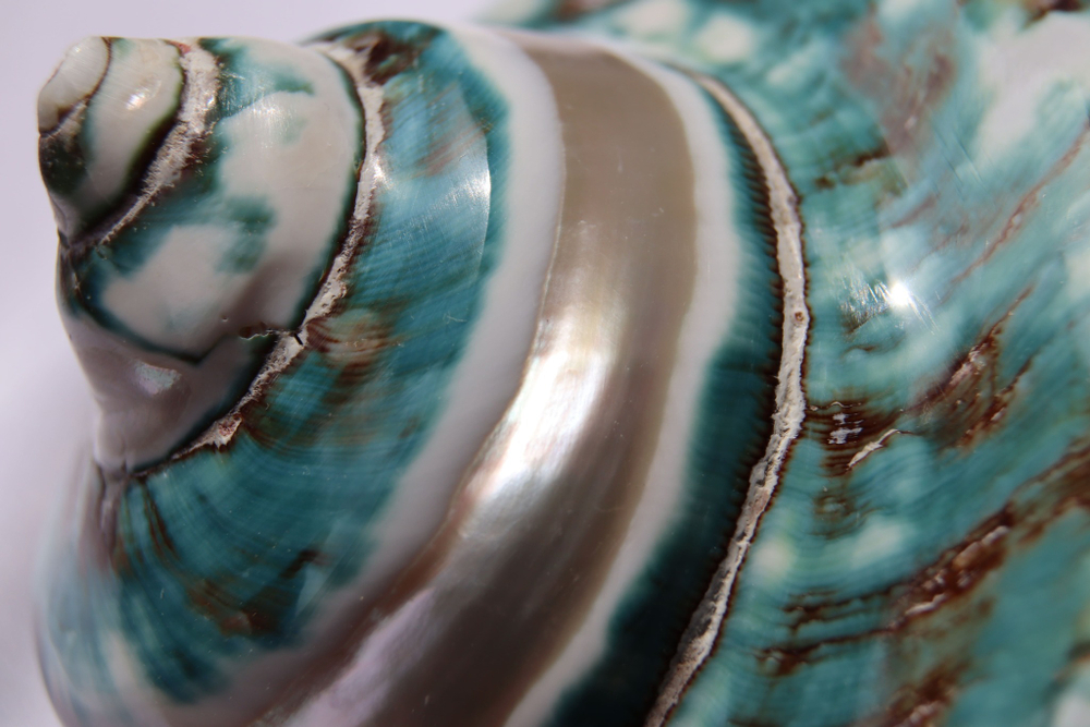 Турбо империалис полированный по спирали