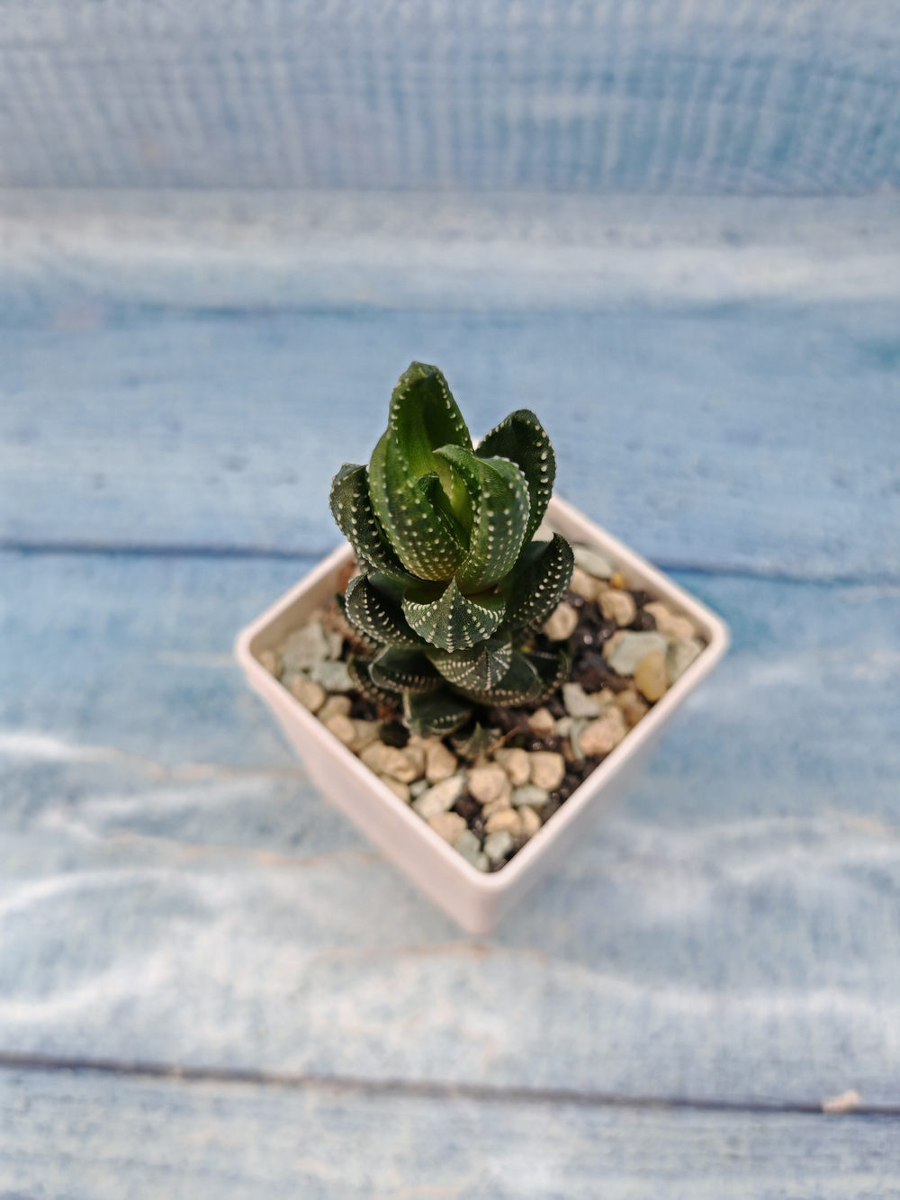 Haworthia Reinwardtii (Хавортия)