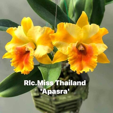 Орхидея ринхолелиокаттлея RLC. MISS THAILAND APSARA