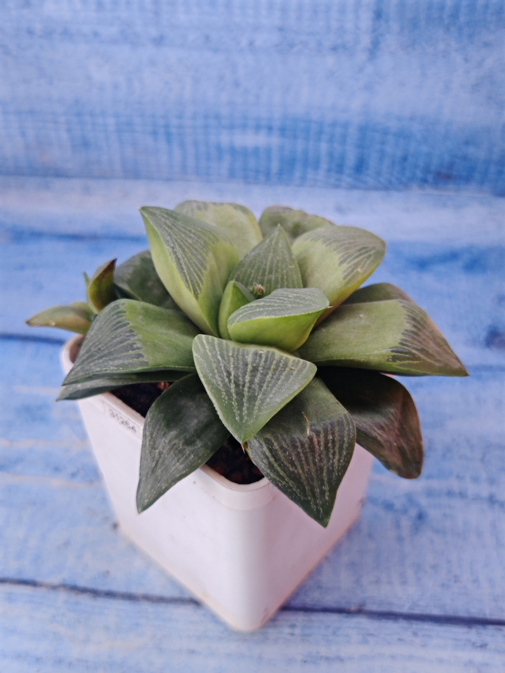 Haworthia Retusa Geraldii (Хавортия)