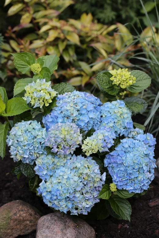 Гортензия крупнолистная музыкальная коллекция Блю Баллад С2 Закупка М31 апрель 2026