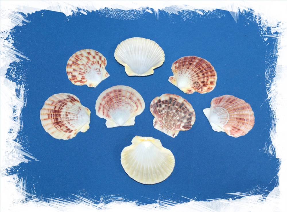 Ракушки Пектен Макассаренсис