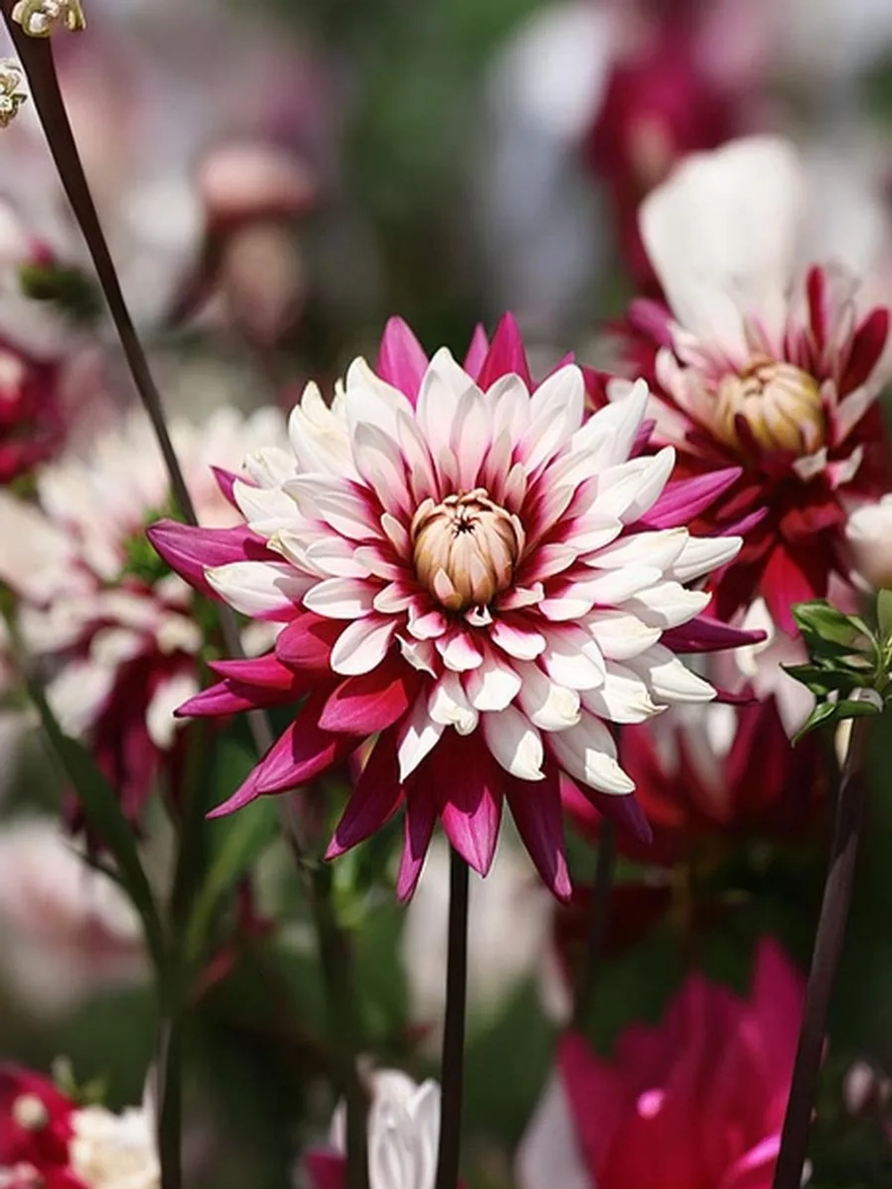 Георгин декоративный Ребеккаc Ворлд