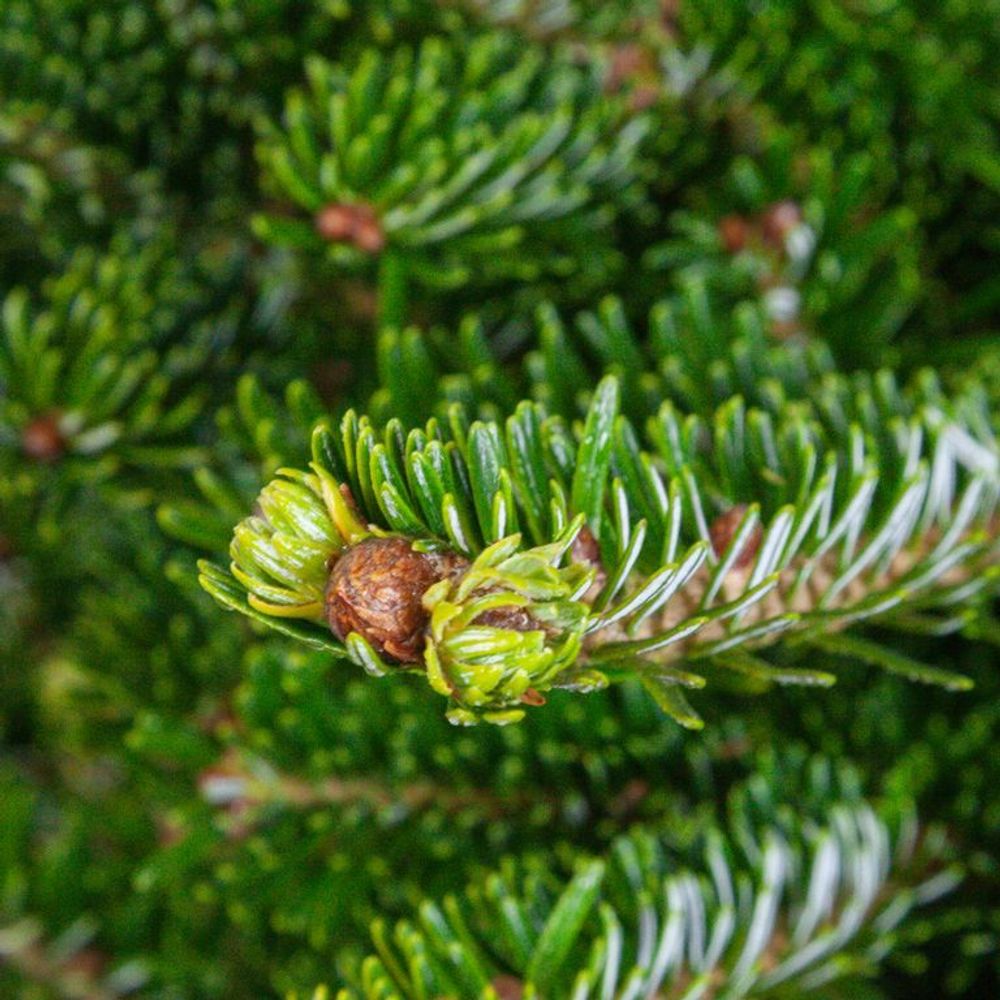 Пихта Фразера