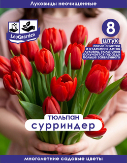 Луковичные цветы Тюльпан, суррендер, 8шт