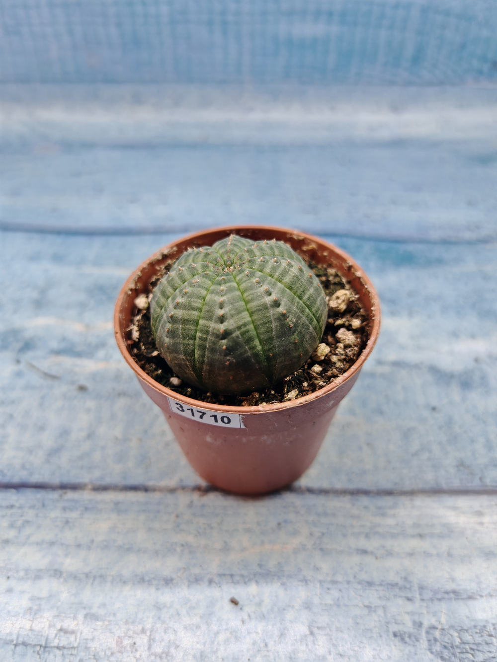 Euphoria Obesa (Эуфорбия)