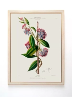 Постер настенный в багетной раме "Ботаника" 42*32 см