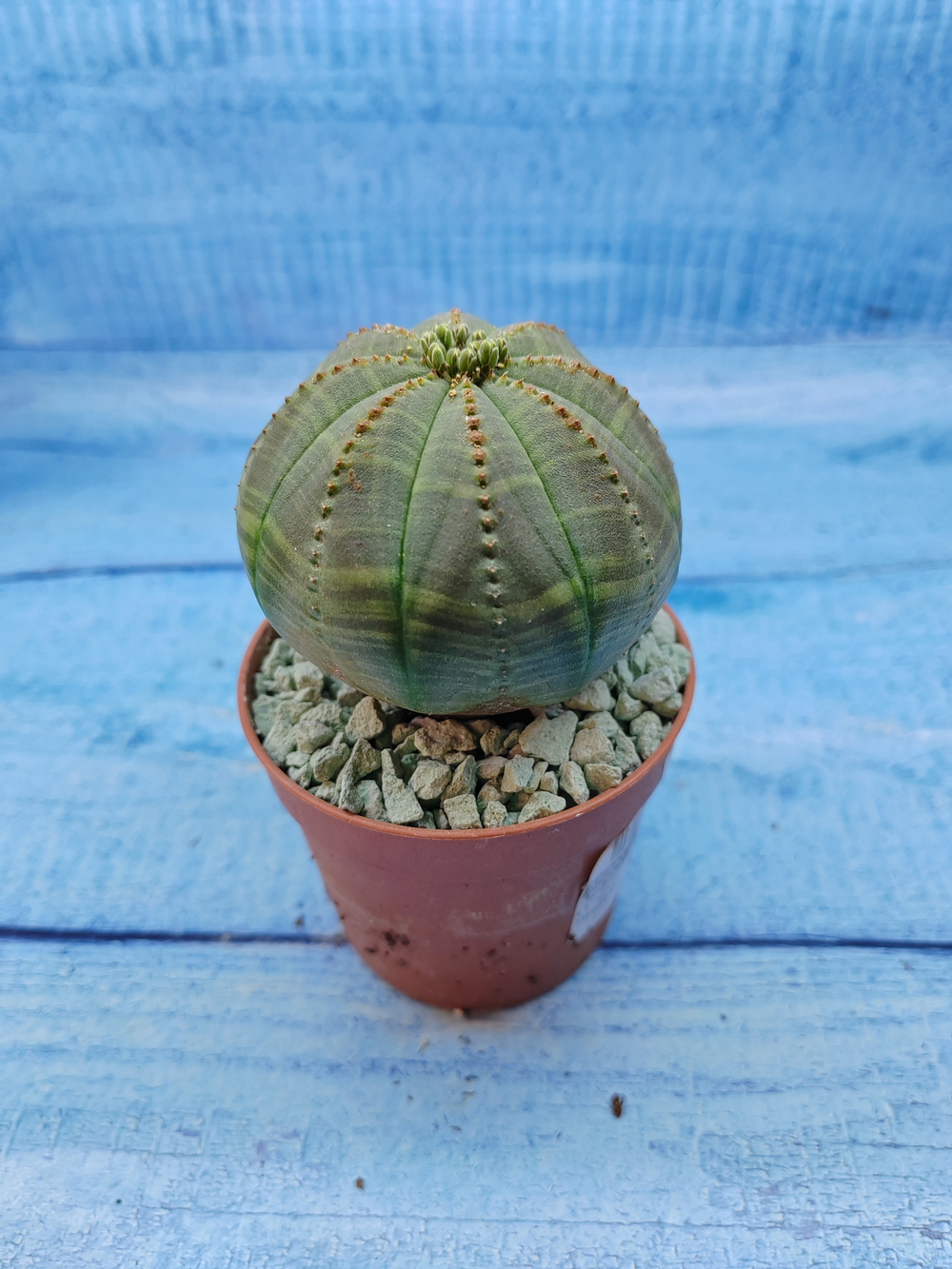 Euphorbia Obesa (Эуфорбия)
